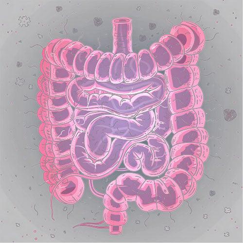 益生菌 / 腸道健康