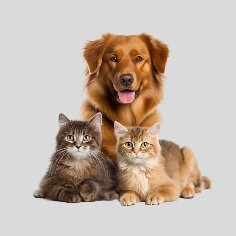 Pets