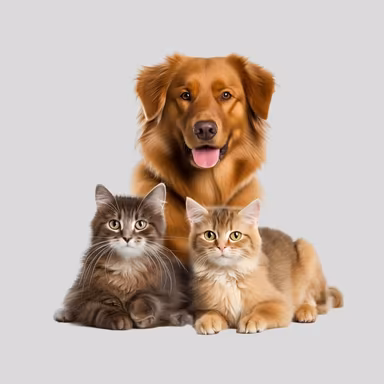 Pets